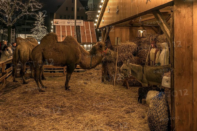 Bethlehem stable with real camels and donkeys and figures at the Christmas market for children, Nuremberg, Middle Franconia, Bavaria, Germany, Europe