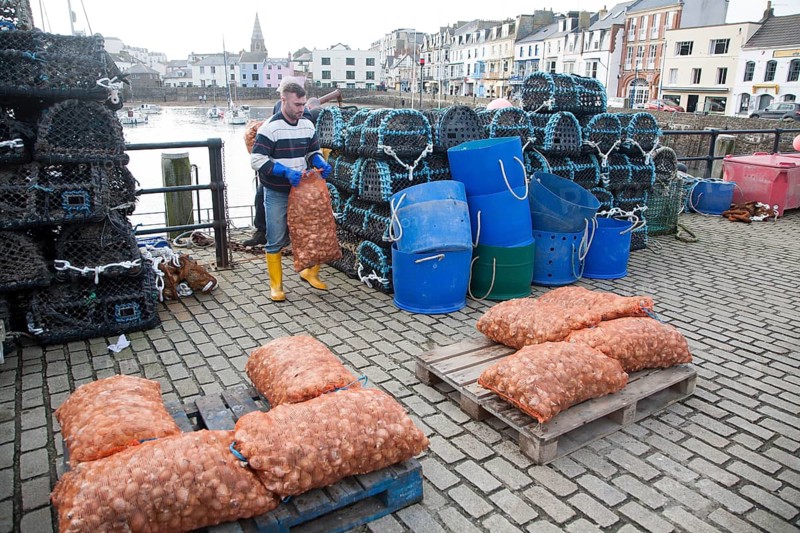 Unloading a catch of shellfish from a small fishing boat in the harbour, Ilfracombe, north Devon, England, United Kingdom, Europe