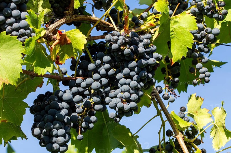 Ripe Dornfelder grapes in the Palatinate. The 2023 vintage is exceptionally good