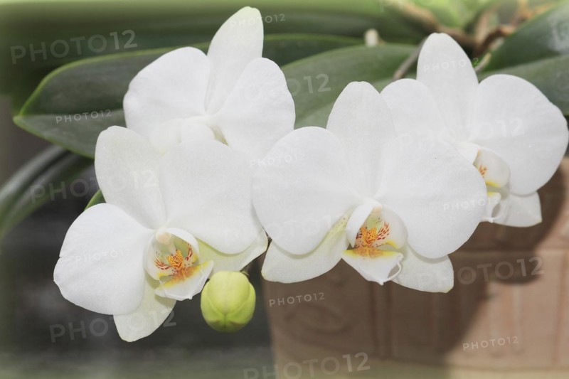White orchid (Phalaenopsis), flowers in a flower pot, North Rhine-Westphalia, Germany, Europe