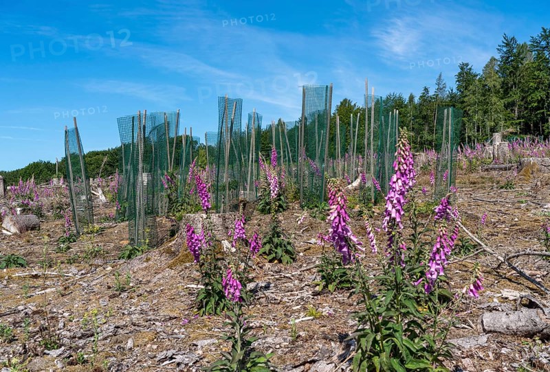 Reforestation in the Arnsberg Forest near Freienohl, Soest district, young oak trees, with browsing protection, to protect against wild animals, on the site of a spruce forest that had died and been felled due to heavy bark beetle infestation, North Rhine-Westphalia, Germany, Europe