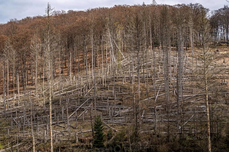 Dead spruce trees, broken by wind, lying in disarray, forest dieback in the Arnsberg Forest nature park Park, over 70 per cent of the spruce trees are diseased, damaged, mostly by the bark beetle, which was able to spread due to drought and heat, climate change, near Hirschberg, North Rhine-Westphalia, Germany, Europe