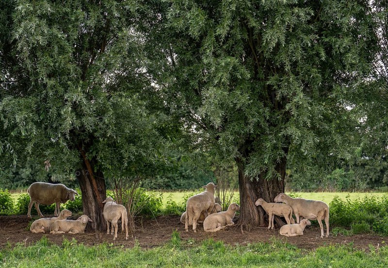 Duisburg Friemershein, sheep on a pasture in the floodplain along the Rhine, pollarded willow trees, Rheinaue Friemersheim nature reserve, North Rhine-Westphalia, Germany, Europe