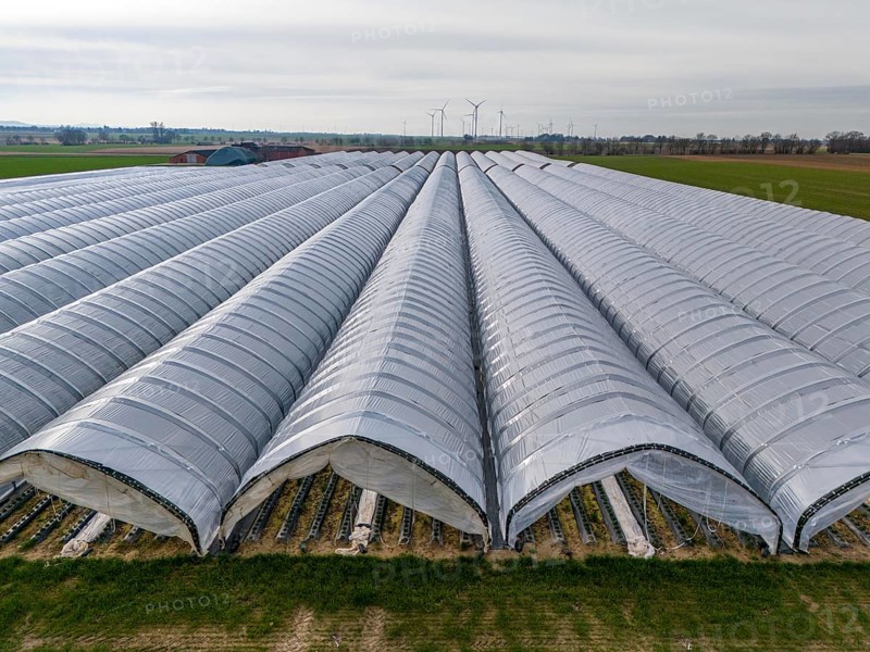 Open field strawberry cultivation in a foil greenhouse, young strawberry plants growing, near Erkelenz Rhineland, North Rhine-Westphalia, Germany, Europe