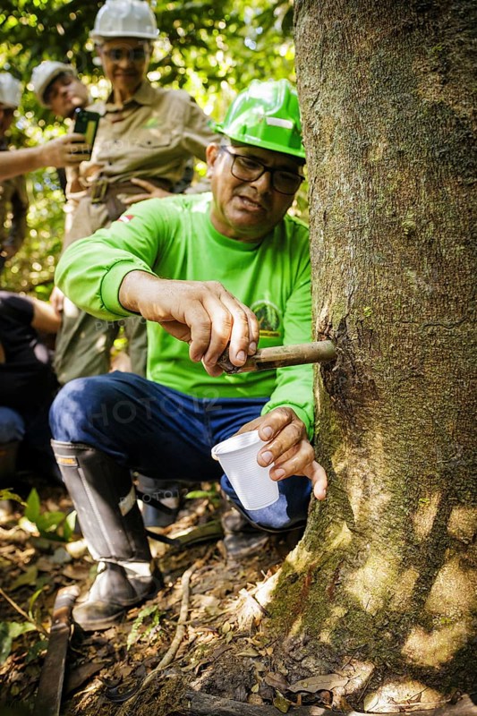 An employee of the cooperative of the traditional local population, COOMFLONA in the Tapajos National Forest, explaining the extraction of Copaiba oil from a tree. Tapajos National Forest, 19.07.2024. Photographed on behalf of the Federal Ministry for Economic Cooperation and Development
