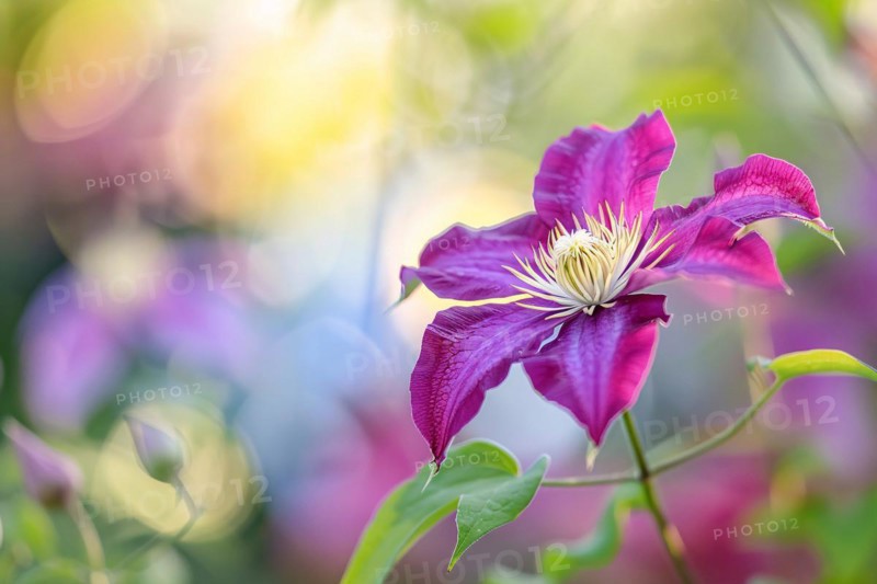 Close up of beautiful purple Clematis flower. KI generiert, generiert, AI generated