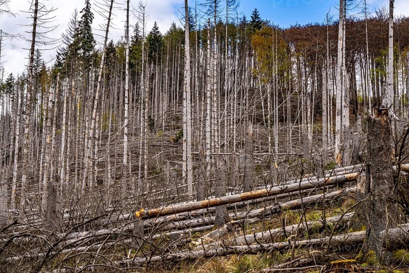 Dead spruce trees, broken by wind, lying in disarray, forest dieback in the Arnsberg Forest nature park Park, over 70 per cent of the spruce trees are diseased, damaged, mostly by the bark beetle, which was able to spread due to drought and heat, climate change, near Hirschberg, North Rhine-Westphalia, Germany, Europe