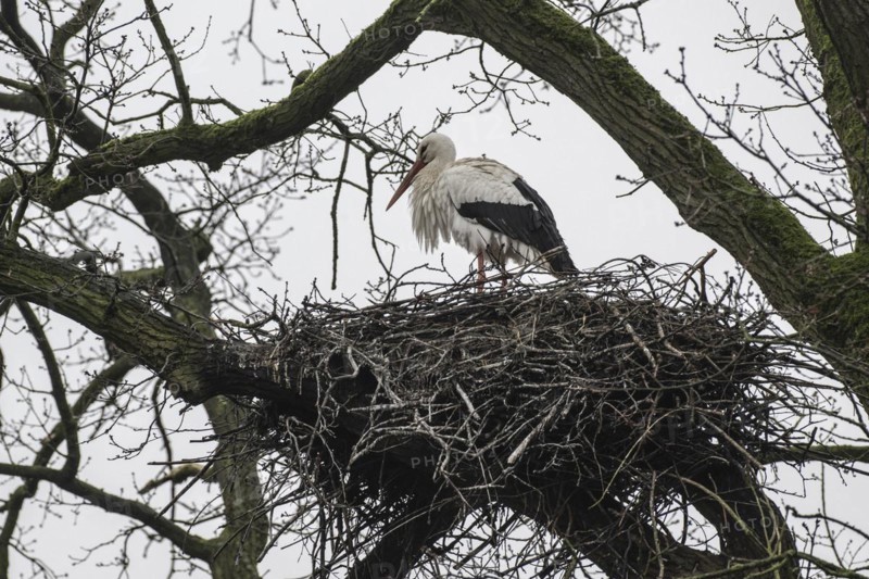 White stork (Ciconia ciconia), nesting in a tree, Nordhorn Zoo, Lower Saxony, Germany, Europe