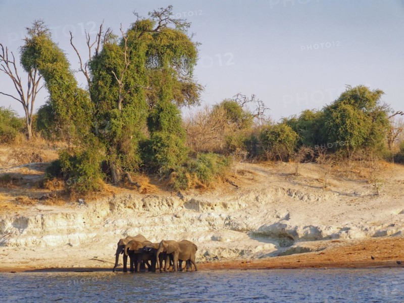 Elephants on the banks of the Chobe, the lower reaches of the Cuando River, in Botswana. Chobe River, Kasane, Chobe District, Botswana, Africa