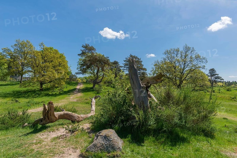 Svanninge Bakker, Faaborg, wooded heights in southern Funen, nature reserve, recreation, hiking, hiking trail, tree trunk, South Funen, Denmark, Europe