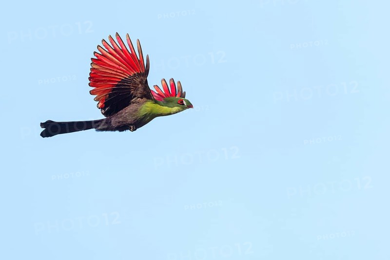 Guinea turaco (Tauraco persa), family of native turacos, aerial view, Brufut woods, Brufut, South Bank, Gambia, Africa