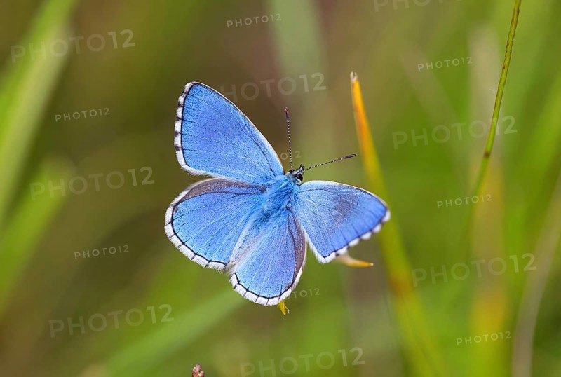 Adonis blue (Lysandra bellargus), butterfly, macro, insect, insects, Kaiserstuhl, Baden-Württemberg, Germany, Europe