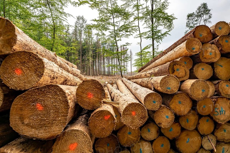 Forest dieback in the Arnsberg Forest nature park Park, over 70 per cent of the spruce trees are diseased, damaged, mostly by the bark beetle, which was able to spread due to drought and heat, climate change, attempts are being made to adapt the forest to climate change by replanting other tree species, near Hirschberg, North Rhine-Westphalia, Germany, Europe