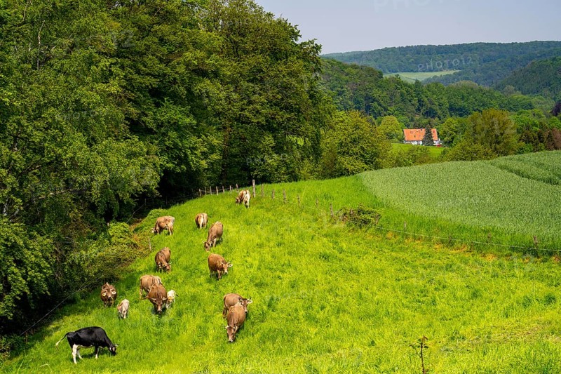 Dairy cows on a pasture in Elfringhauser Schweiz, on Schanzerweg, Hattingen, North Rhine-Westphalia, Germany, Europe