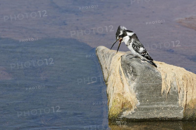 Pied kingfisher (Ceryle rudis), female, sitting on a rock, feeding on a fish, Olifants River, Kruger National Park, South Africa, Africa