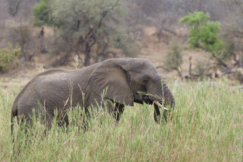 African bush elephant (Loxodonta africana), adult male feeding on reeds in the bed of the Olifants River, Kruger National Park, South Africa, Africa