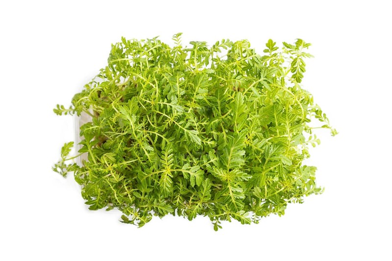 Plastic box with microgreen sprouts of marigold isolated on white background. Top view, flat lay, close up