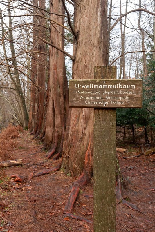 Close-up of an information sign in front of sequoia trees in the Osterwald forest near Zingst, primeval sequoia trees, Zingst, Mecklenburg-Western Pomerania, Germany, Europe