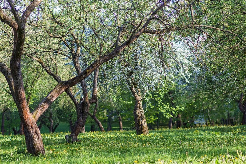 Blooming apple trees in spring park
