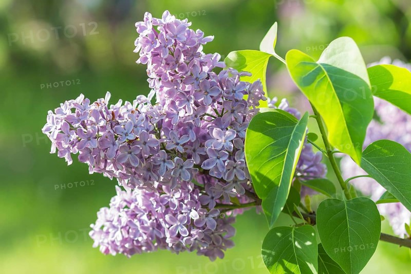 Blooming lilac in the botanical garden in spring