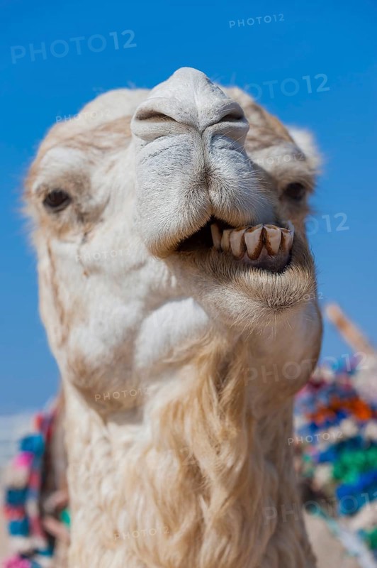 Dromedary (Camelus dromedarius), Arabian camel in head portrait, head, animal, farm animal, teeth, bad teeth, tooth, detail, funny, gag, humour, looks, fun, facial expression, jaw, laughs, laughing, beast of burden, oral hygiene, bad breath, Morocco, Africa