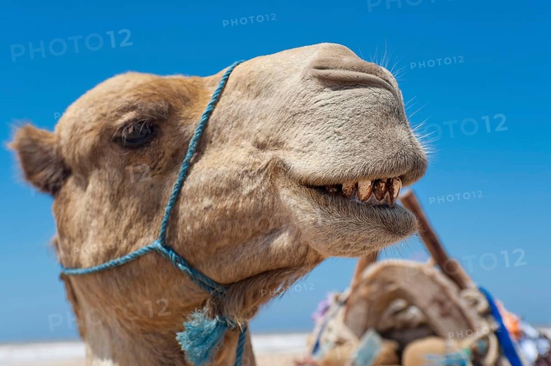 Dromedary (Camelus dromedarius), Arabian camel in head portrait, head, animal, farm animal, teeth, bad teeth, tooth, detail, funny, gag, humour, looks, fun, facial expression, jaw, laughs, laughing, beast of burden, oral hygiene, bad breath, Morocco, Africa