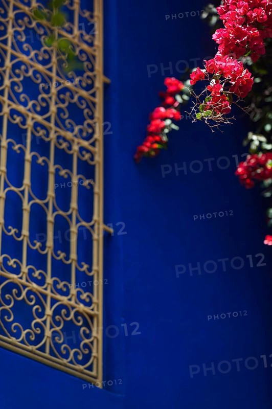Majorelle Garden, botany, bougainvillea, flora, plant, botany, flower, tropical, climate, architecture, indigo, blue, red, balcony, blooming, flowering, park, decoration, attraction, travel, holiday, Marrakech, Morocco, Africa