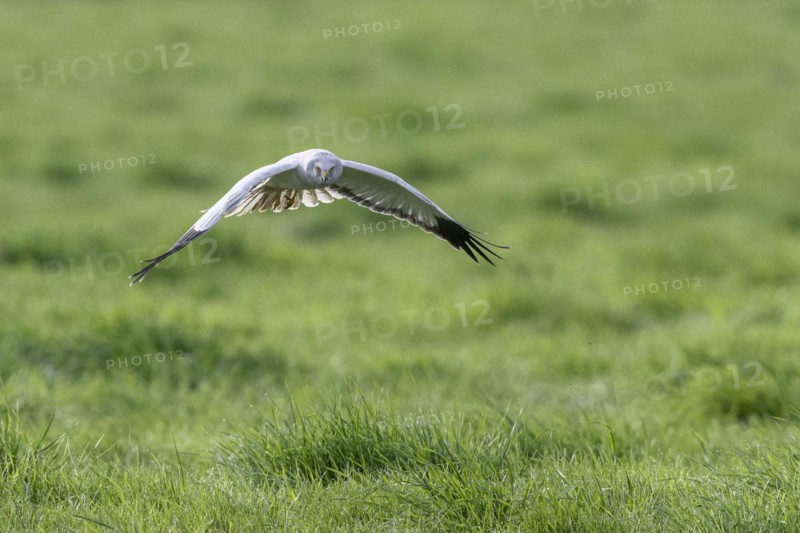 Hen harrier (Circus cyaneus), Emsland, Lower Saxony, Germany, Europe