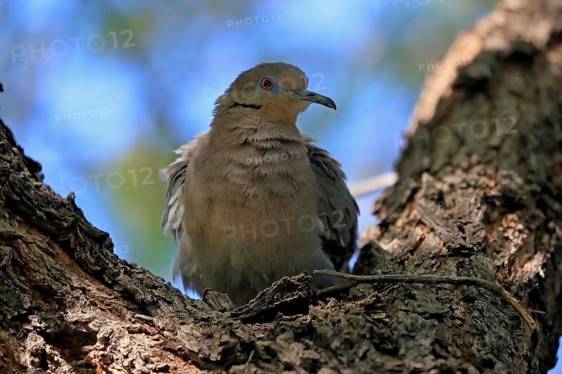 White-winged dove (Zenaida asiatica), adult, sitting on tree, Sonoran Desert, Arizona, North America, USA, North America