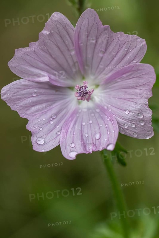 Mallow (Malva moschata), Emsland, Lower Saxony, Germany, Europe