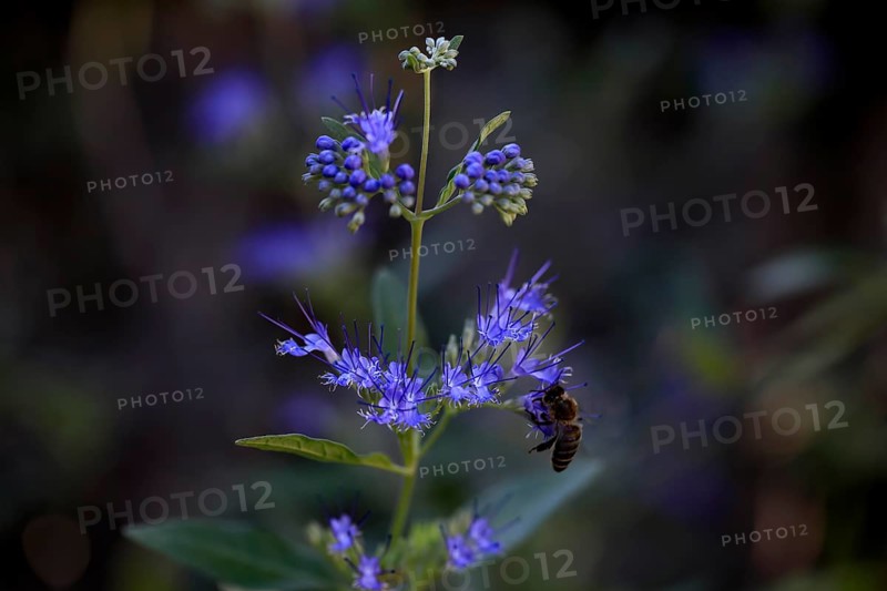 Clandon caryopteris (caryopteris x clandonensis), flower, flowering, Germany, Europe