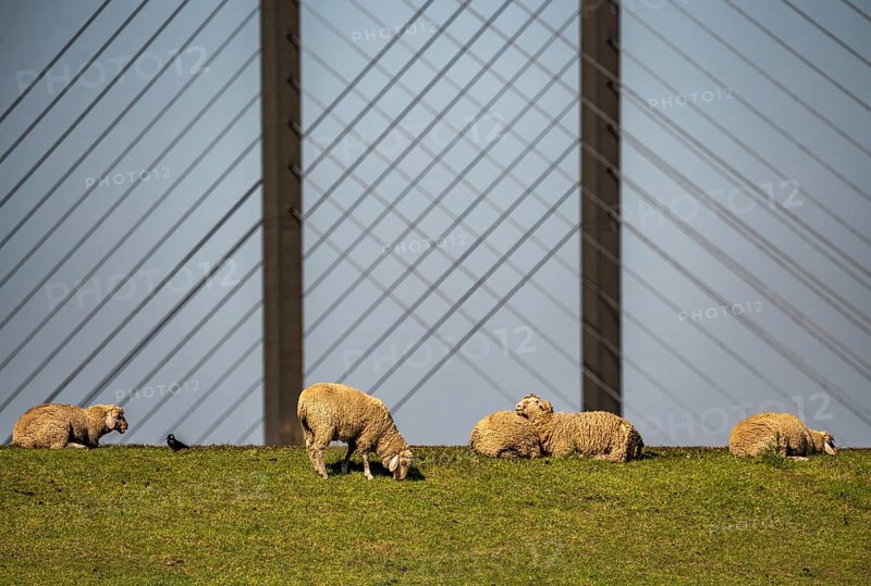 Flock of sheep on a Rhine dyke near Rees, Rhine bridge Rees, B67, Lower Rhine, Germany, Europe