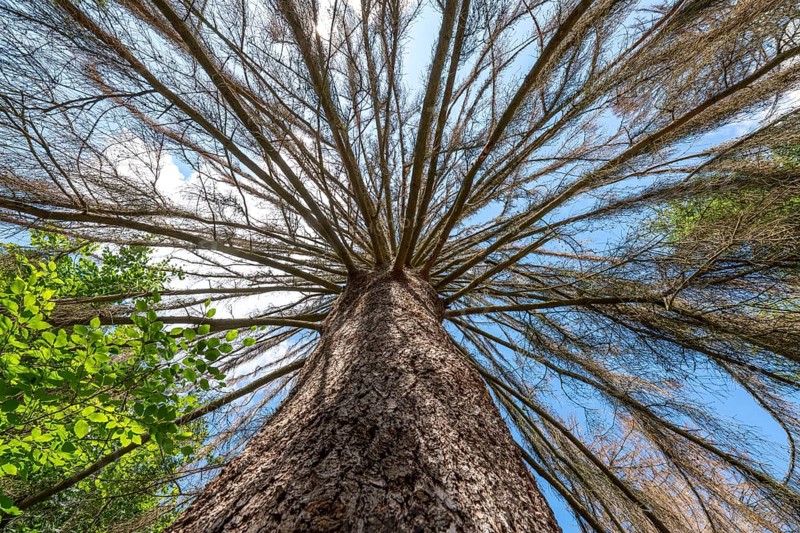 The Sababurg primeval forest, or primeval forest in the Reinhardswald, is a 95-hectare biotope under nature and landscape protection, with trees over 500 years old, hut trees, in the district of Kassel, Hesse, Germany, Europe