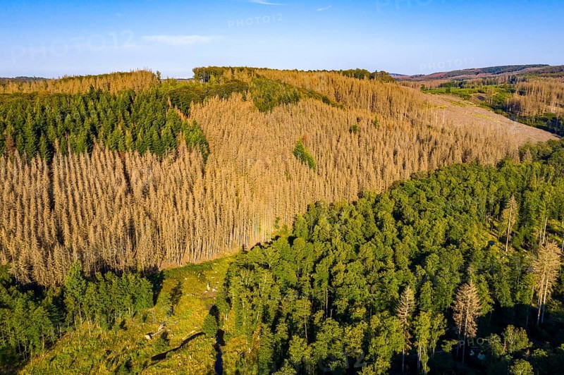 Sauerland, forest dieback, dead spruce trees, caused by the bark beetle, high temperatures, lack of water, climate change, North Rhine-Westphalia, Germany, Europe