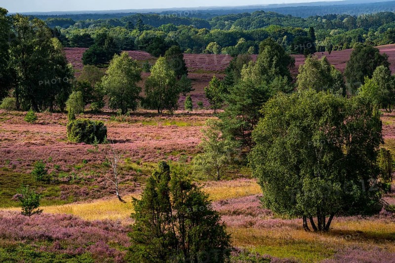Flowering heath, heather and juniper bushes, near Wilseder Berg, in the Lüneburg Heath nature reserve, Lower Saxony, Germany, Europe