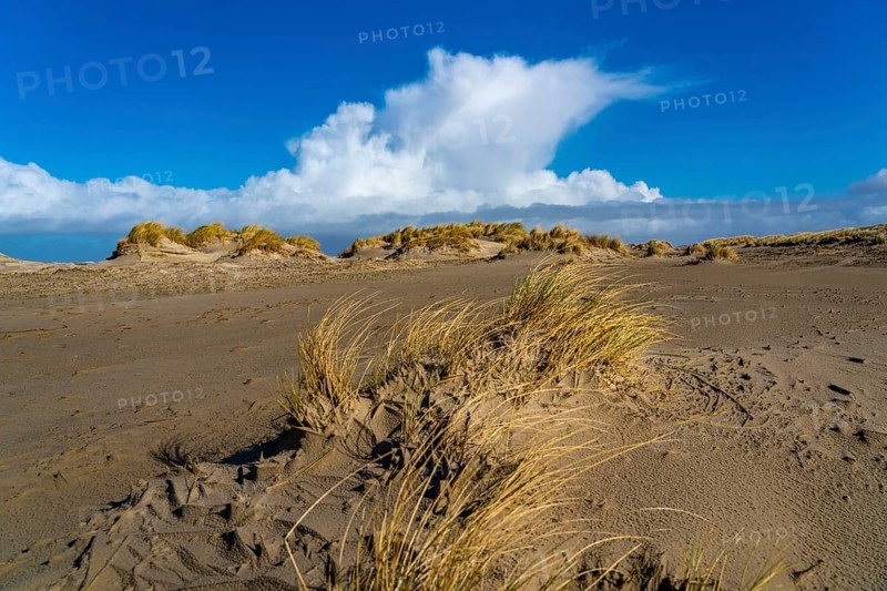 Dune landscape, sand dunes, dune grass in the west of Borkum, island, East Frisia, winter, season, autumn, Lower Saxony, Germany, Europe