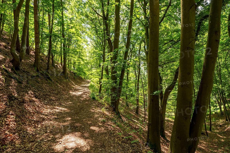 The Knorreichenstieg, part of the Urwaldsteig Edersee hiking trail, in the Kellerwald-Edersee National Park, in Hesse, Germany, Europe