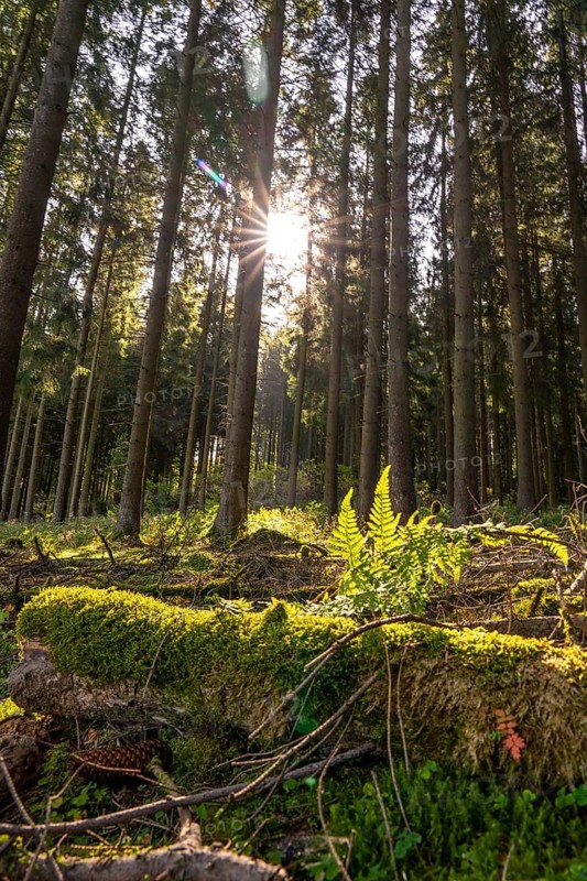 Dense spruce forest, in the Hochsauerland district, near Altastenberg, Sauerland, North Rhine-Westphalia, Germany, Europe