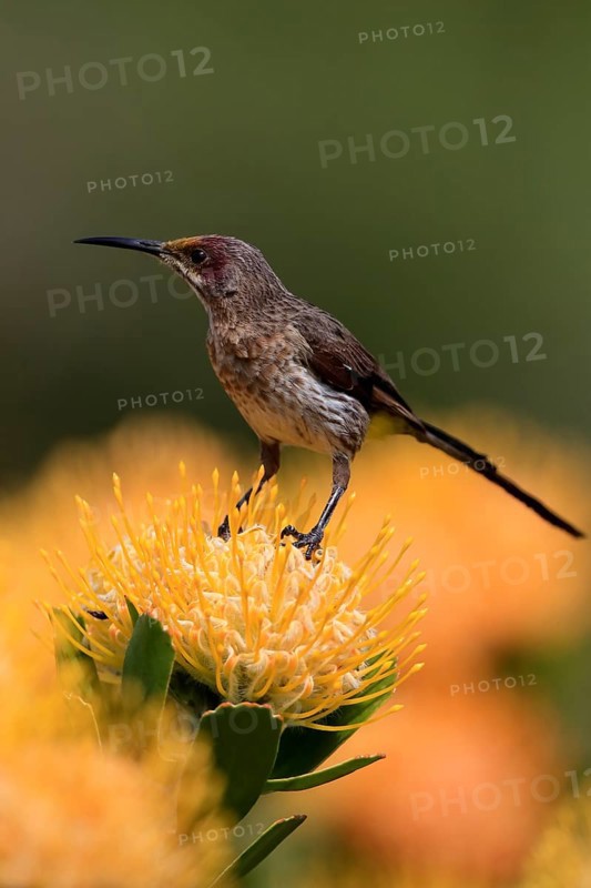 Cape Honeybird (Promerops cafer), adult, female, on flower, Protea, vigilant, Kirstenbosch Botanic Gardens, Cape Town, South Africa, Africa