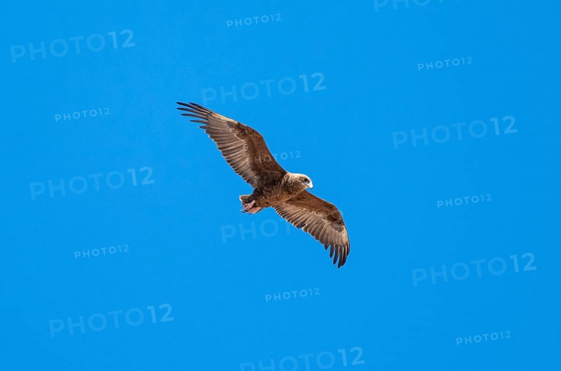 Bateleur (Terathopius ecaudatus), juvenile in flight against a blue sky, Etosha National Park, Namibia, Africa