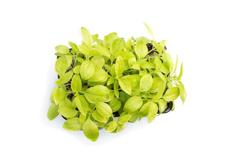 Plastic box with microgreen sprouts of basil isolated on white background. Top view, close up, flat lay