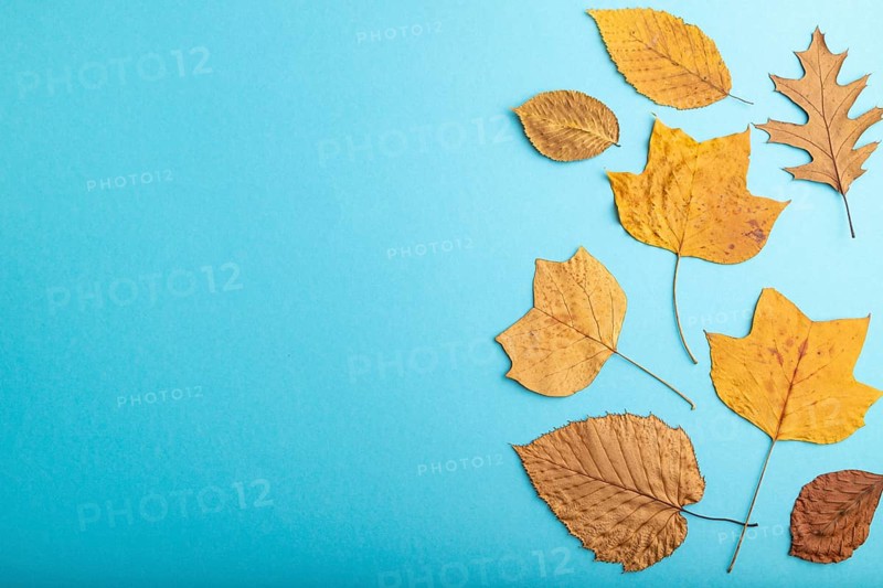 Composition with yellow and brown autumn leaves on blue pastel background. flat lay, top view, still life, copy space