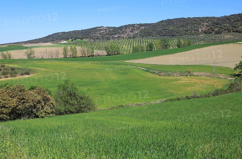 Farming landscape of Rio Setenil valley, Cuevas del Marques, Serrania de Ronda, Spain, Europe