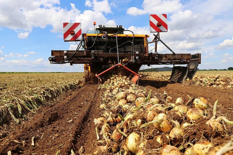 Farmer Markus Frank from Frankenthal during the agricultural onion harvest (onion harvesting)