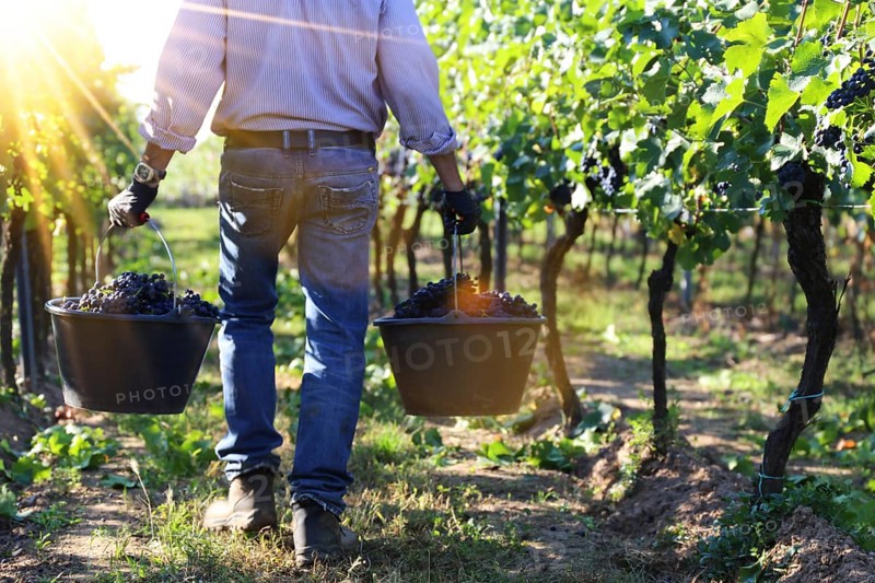 Grape grape harvest: Hand-picking Pinot Noir grapes in the Palatinate