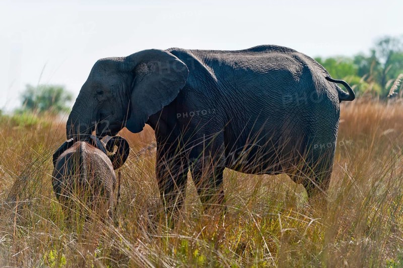 Elephant (Loxodonta africana), mother elephant with child photographed through reeds on the bank, wild, wilderness, safari, Moremi National Park, Botswana, Africa