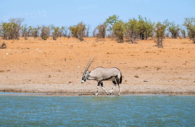 Gemsbok (Oryx gazella) at a waterhole in dry savannah with orange-coloured sand, Okavao Waterhole, Etosha National Park, Namibia, Africa