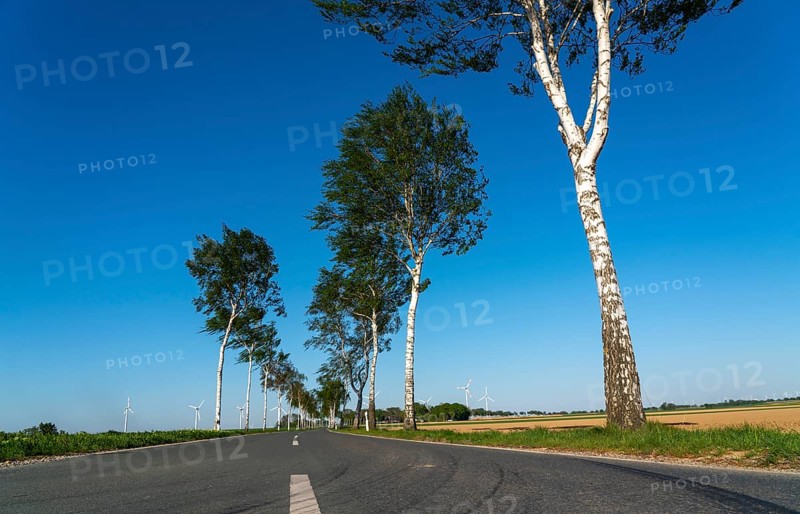 Birch avenue, country road, near the village of Katzem, Heinsberg district, wind farm, North Rhine-Westphalia, Germany, Europe