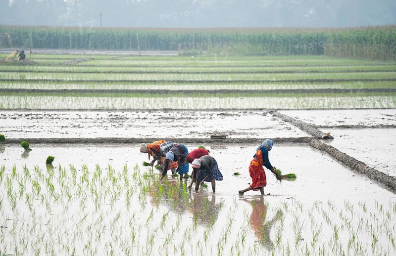 Morigaon, India. 20 February 2024. Women plant rice saplings in a paddy field on February 20, 2024 in Mayong, India. Rice cultivation contributes to food security in India by ensuring a stable supply of this essential food grain