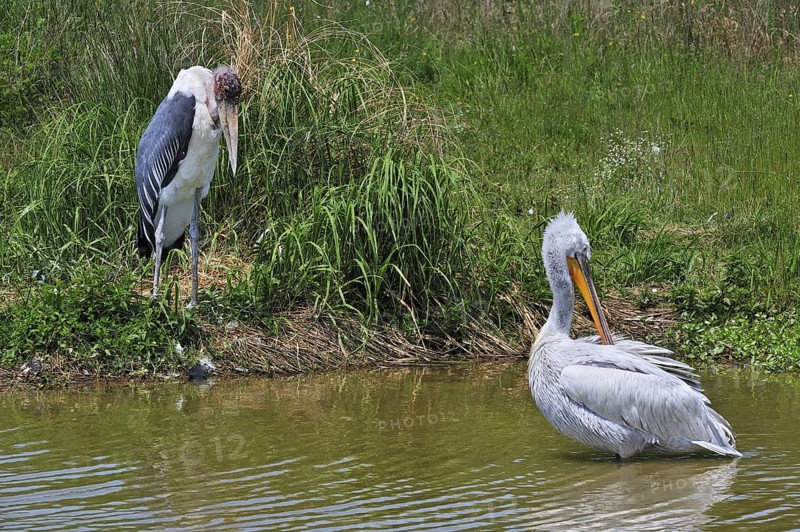 Marabou stork (Leptoptilos crumeniferus) and Pink-backed Pelican (Pelecanus rufescens) preening its feathers in lake, native to Africa